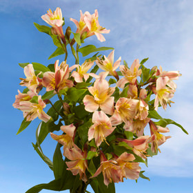 100 Fancy Orange Alstroemerias